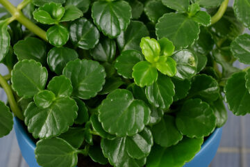 En Europe, le Pilea est également un symbole de prospérité et est souvent associé à l’amitié et à l’affection. Cette symbolique vient de sa capacité à se multiplier facilement, ce qui permet de partager des boutures avec ses proches, renforçant ainsi les liens et l’attachement.