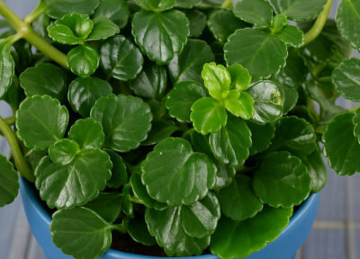 En Europe, le Pilea est également un symbole de prospérité et est souvent associé à l’amitié et à l’affection. Cette symbolique vient de sa capacité à se multiplier facilement, ce qui permet de partager des boutures avec ses proches, renforçant ainsi les liens et l’attachement.