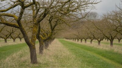 Les raisons pressantes pour retirer la mousse de vos arbres fruitiers avant la saison automnale