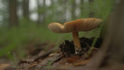 Ces champignons mortels qui se développent après les orages de fin d’été et mettent en danger les cueilleurs