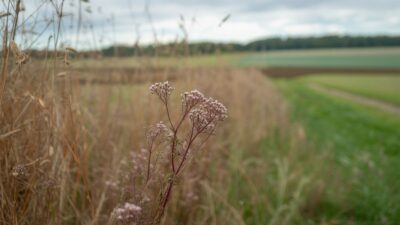 Les mauvaises herbes dans votre jardin : comment elles peuvent favoriser vos récoltes d'automne
